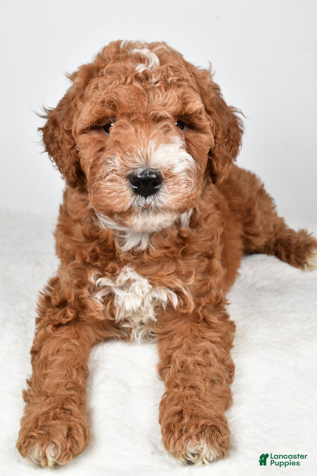 Labradoodle dogs for sale: Nikki - Ad 6