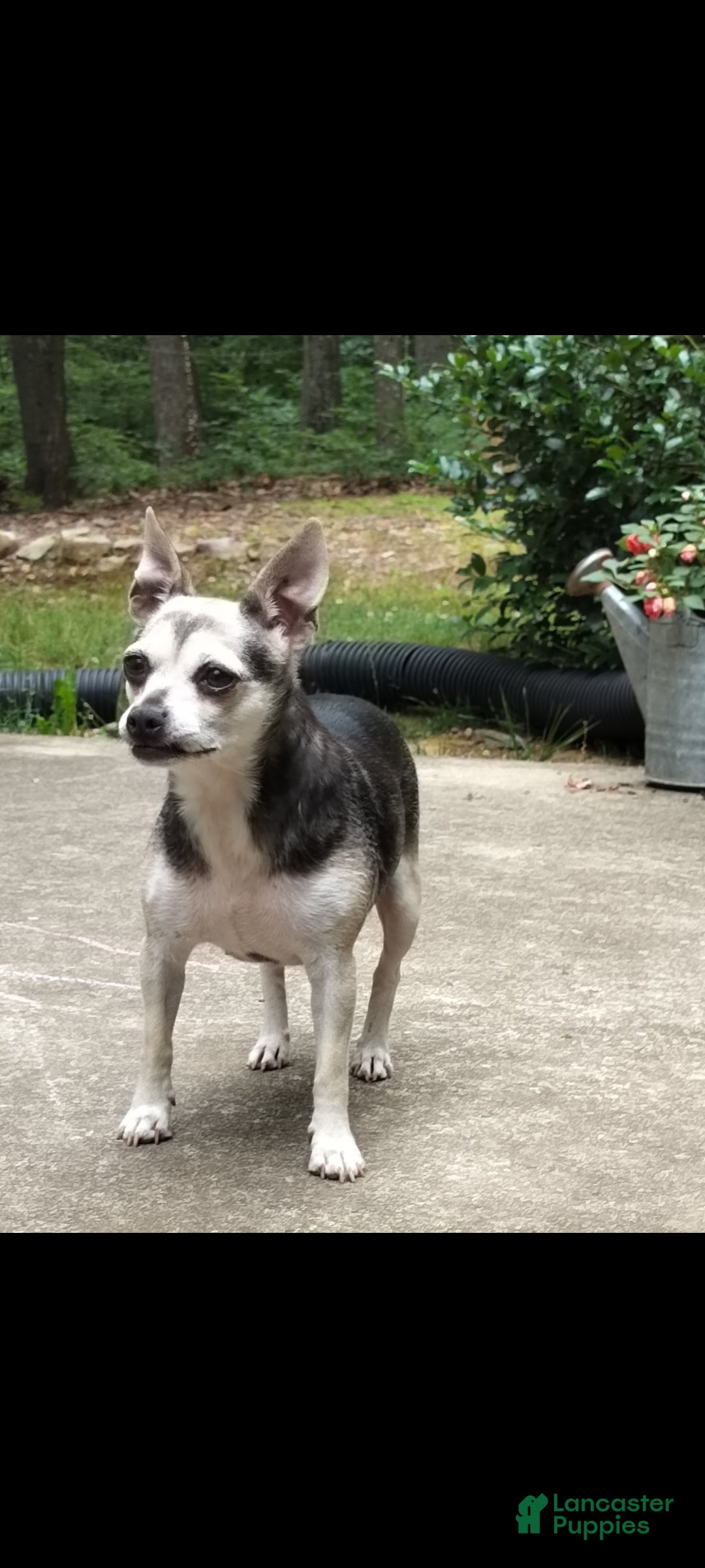 Mixed Breed dogs for sale: Teddy - Ad 6