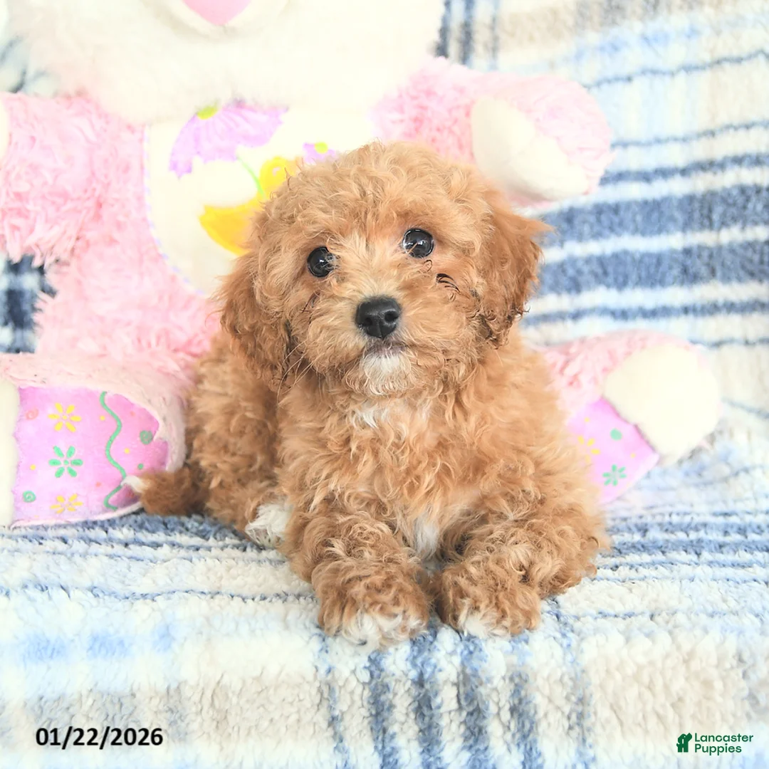 Havapoo dogs for sale: Dart  - Ad 5