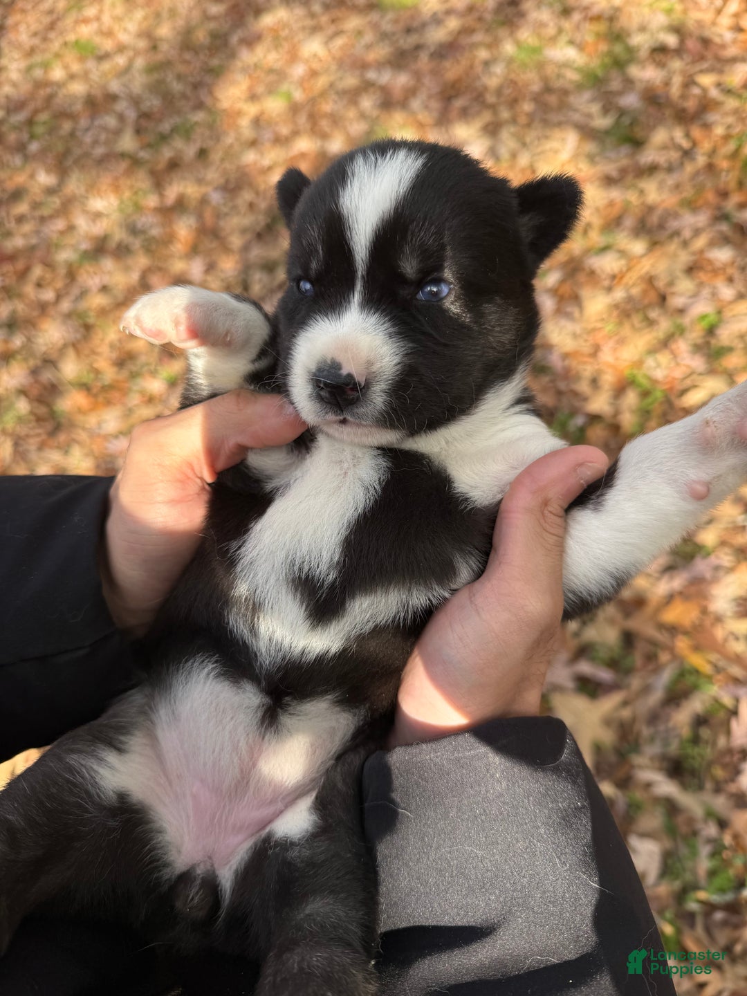 Siberian Husky dogs for sale: Excalibur - Ad 1