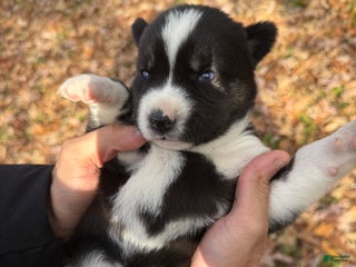 Siberian Husky dogs Excalibur - Ad 10
