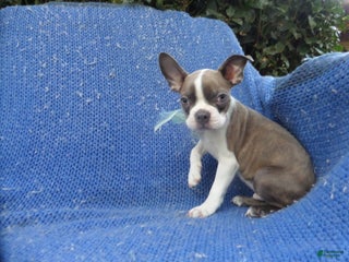 Boston Terrier dogs - Ad 6