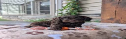 Cavapoo dogs for sale: Rocky  - Ad 3