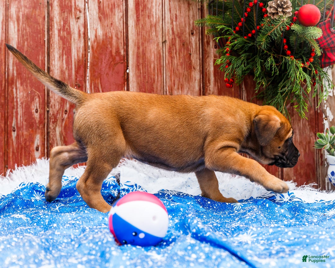 English Mastiff dogs for sale: Chloe - Ad 7