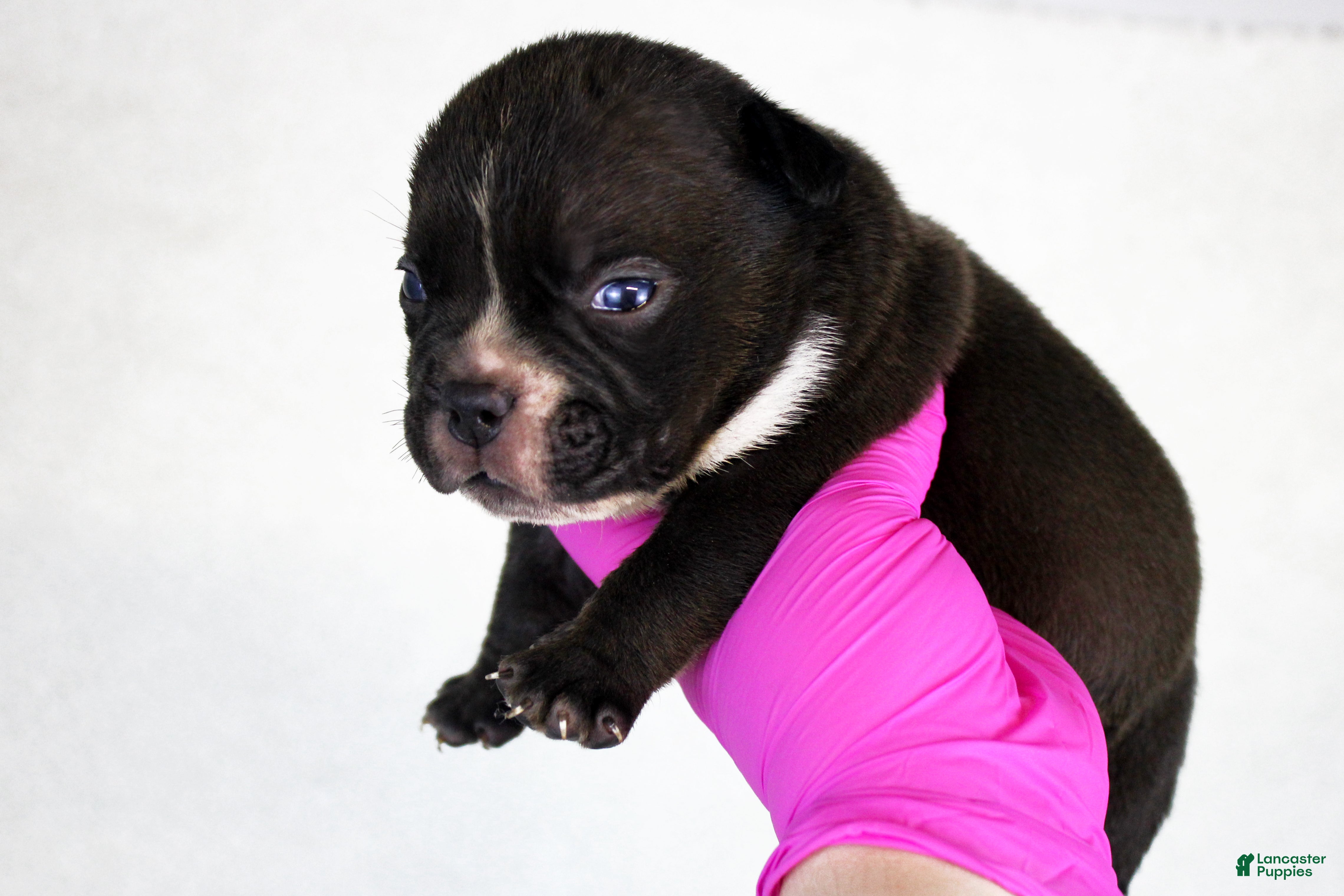 American Bully dogs Black Male - Ad 1