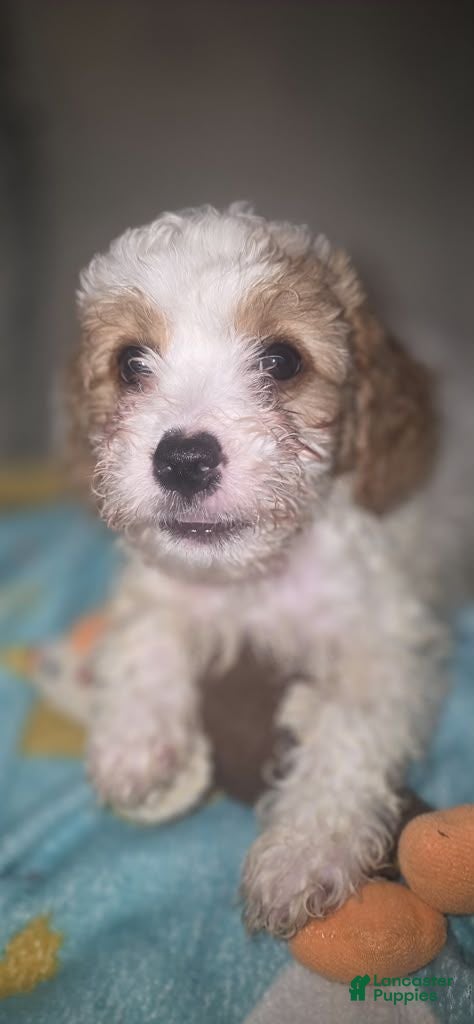 Cavapoo dogs Biscuit - Ad 1
