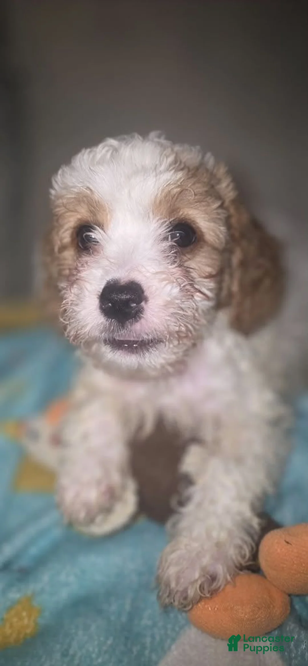 Cavapoo dogs for sale: Biscuit - Ad 1