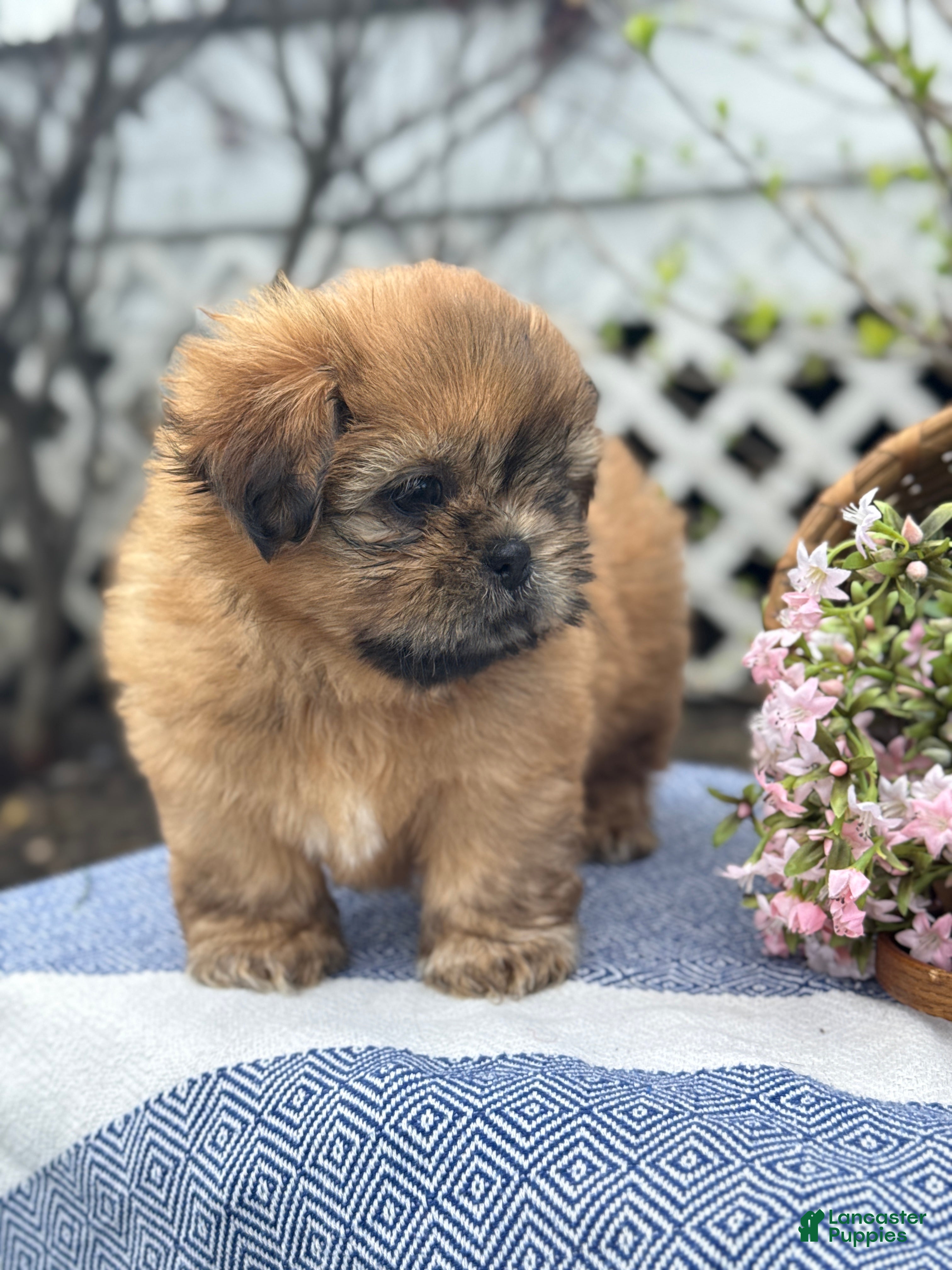 Shih Tzu dogs Sunflower - Ad 2