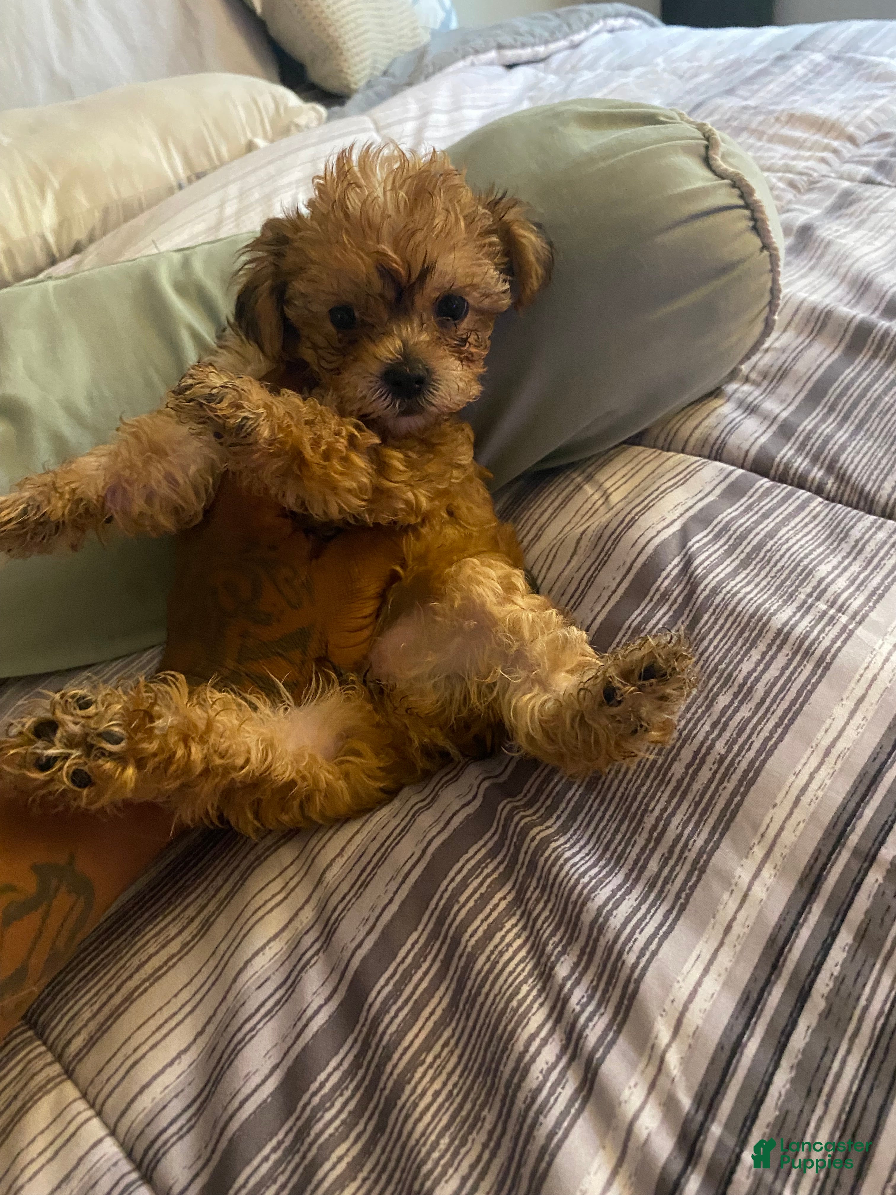 Yorkshire Terrier dogs Yorkshire Terrier 3 - Ad 2