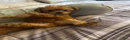 Yorkshire Terrier dogs for sale: Yorkshire Terrier 3 - Ad 2