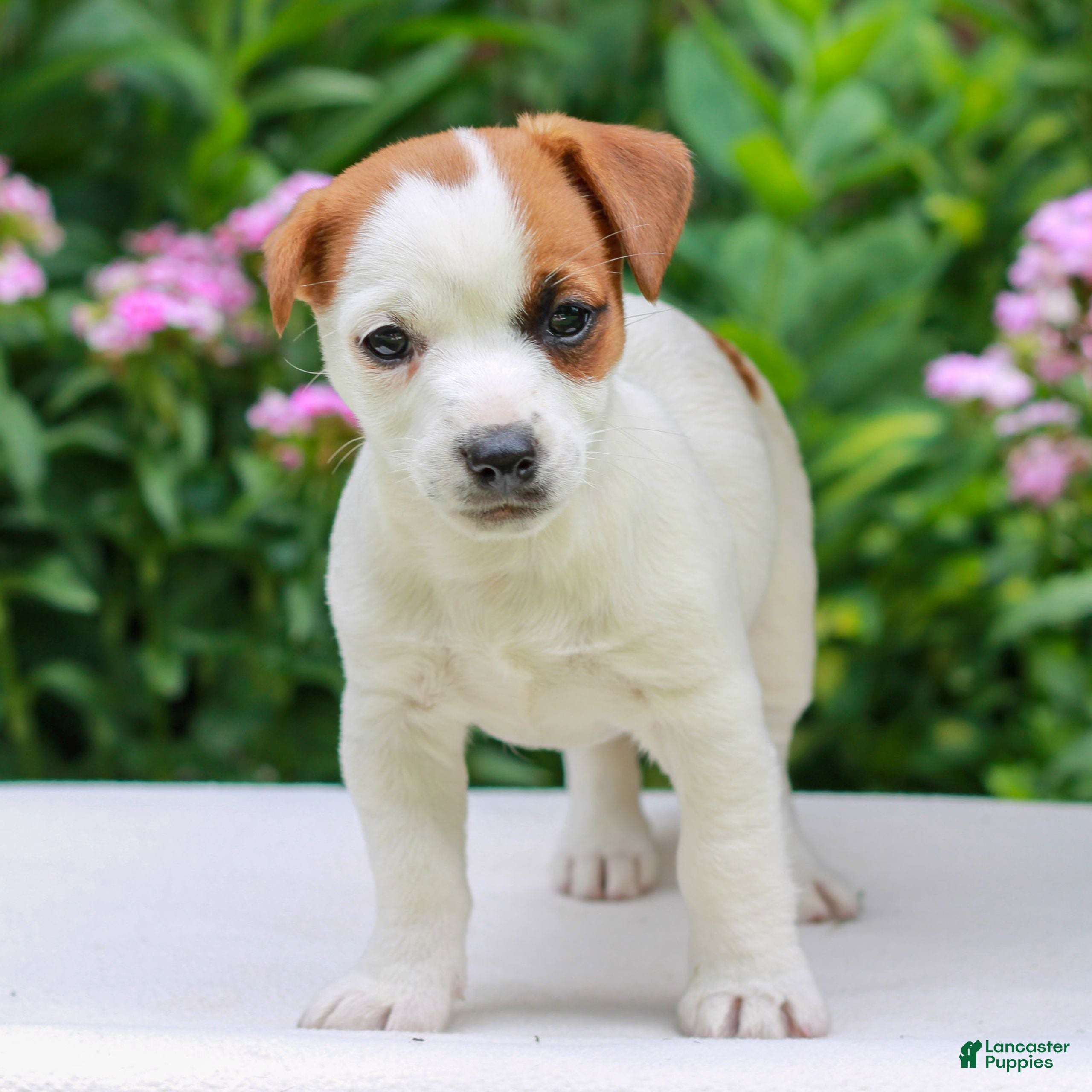 Mixed Breed dogs Sally  - Ad 1