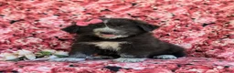Mixed Breed dogs for sale: Morissa - Ad 1