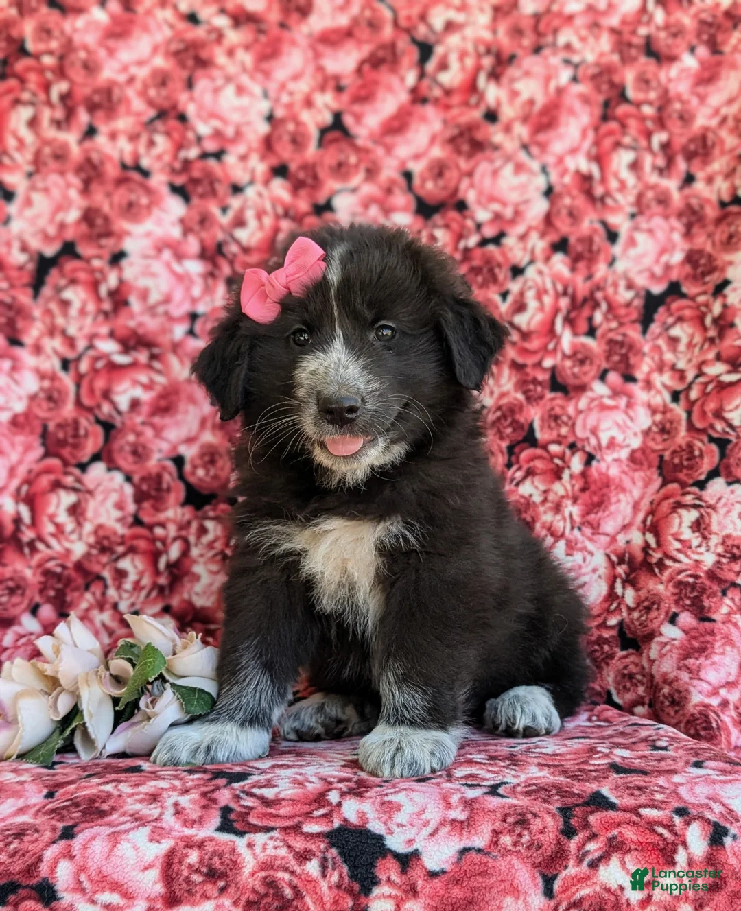 Mixed Breed dogs for sale: Morissa - Ad 1