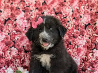 Mixed Breed dogs for sale: Morissa - Ad 3