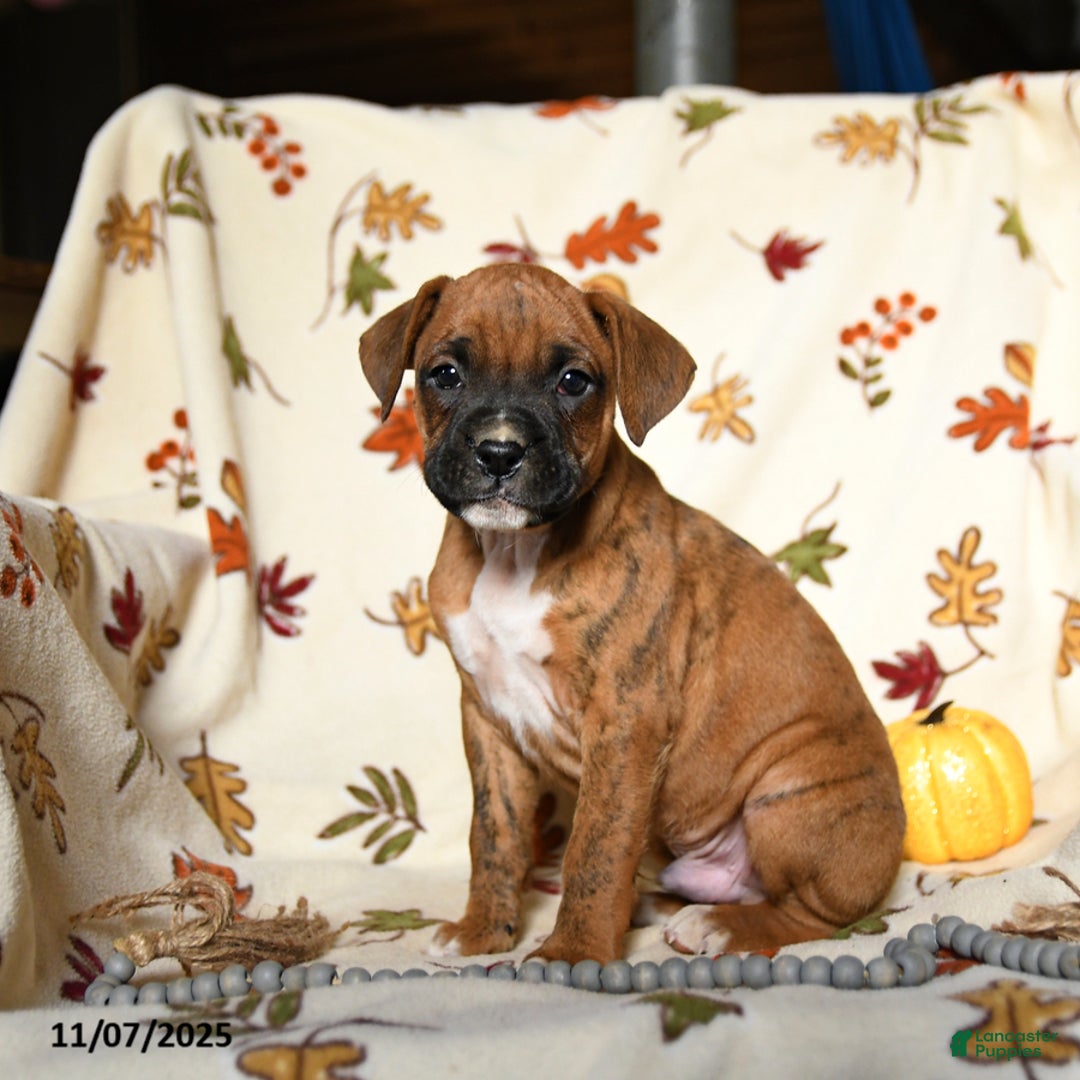 Boxer dogs for sale: Baldwin - Ad 10