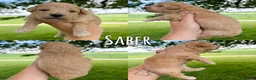 Mini Aussiedoodle dogs for sale: Saber - Micro Mini F1b - Ad 2