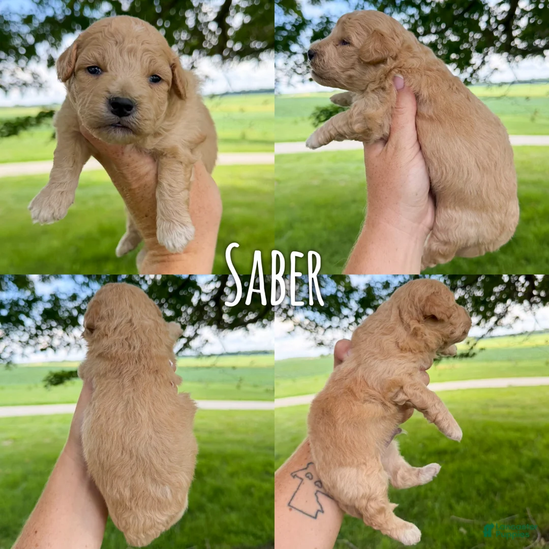 Mini Aussiedoodle dogs for sale: Saber - Micro Mini F1b - Ad 2