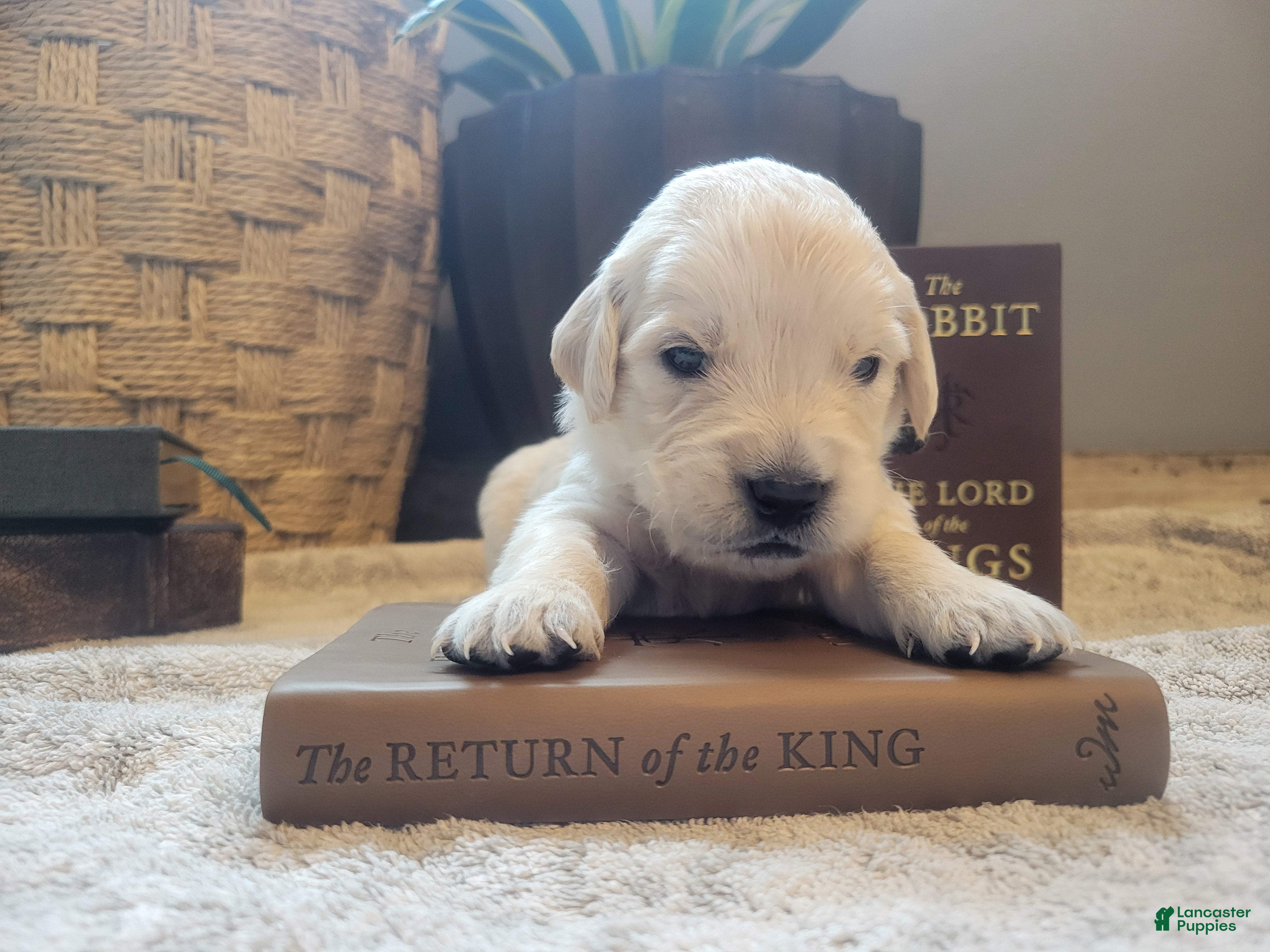 Golden Retriever dogs Aragorn, Champion Sired - Ad 11