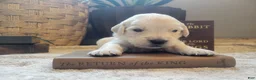 Golden Retriever dogs for sale: Aragorn, Champion Sired - Ad 1
