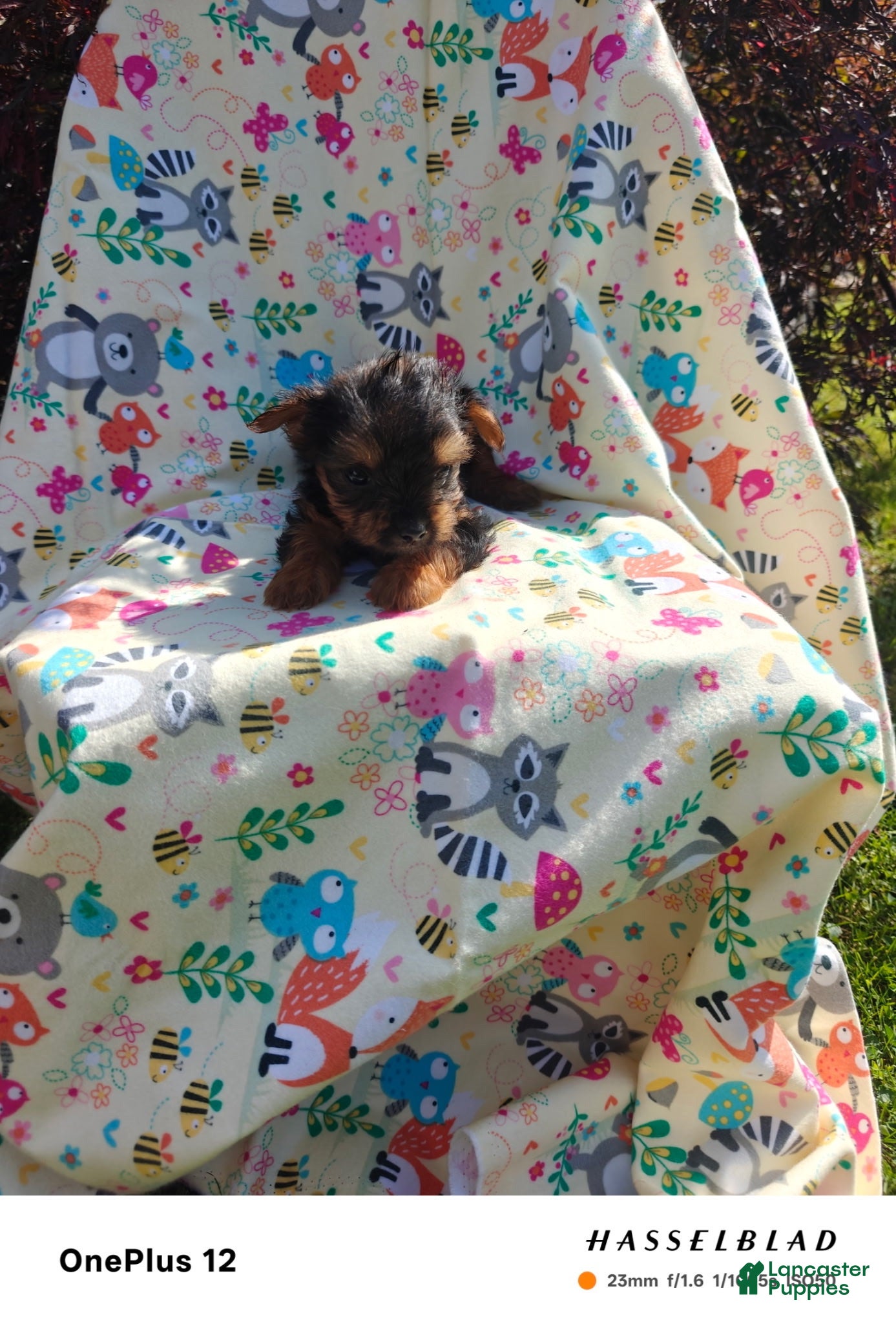 Yorkiepoo dogs Yorkiepoo 5 - Ad 1