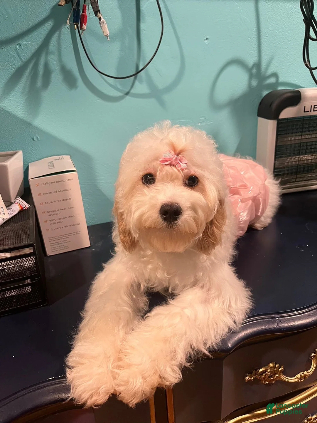 Cavapoo dogs for sale: Lucy - Ad 4