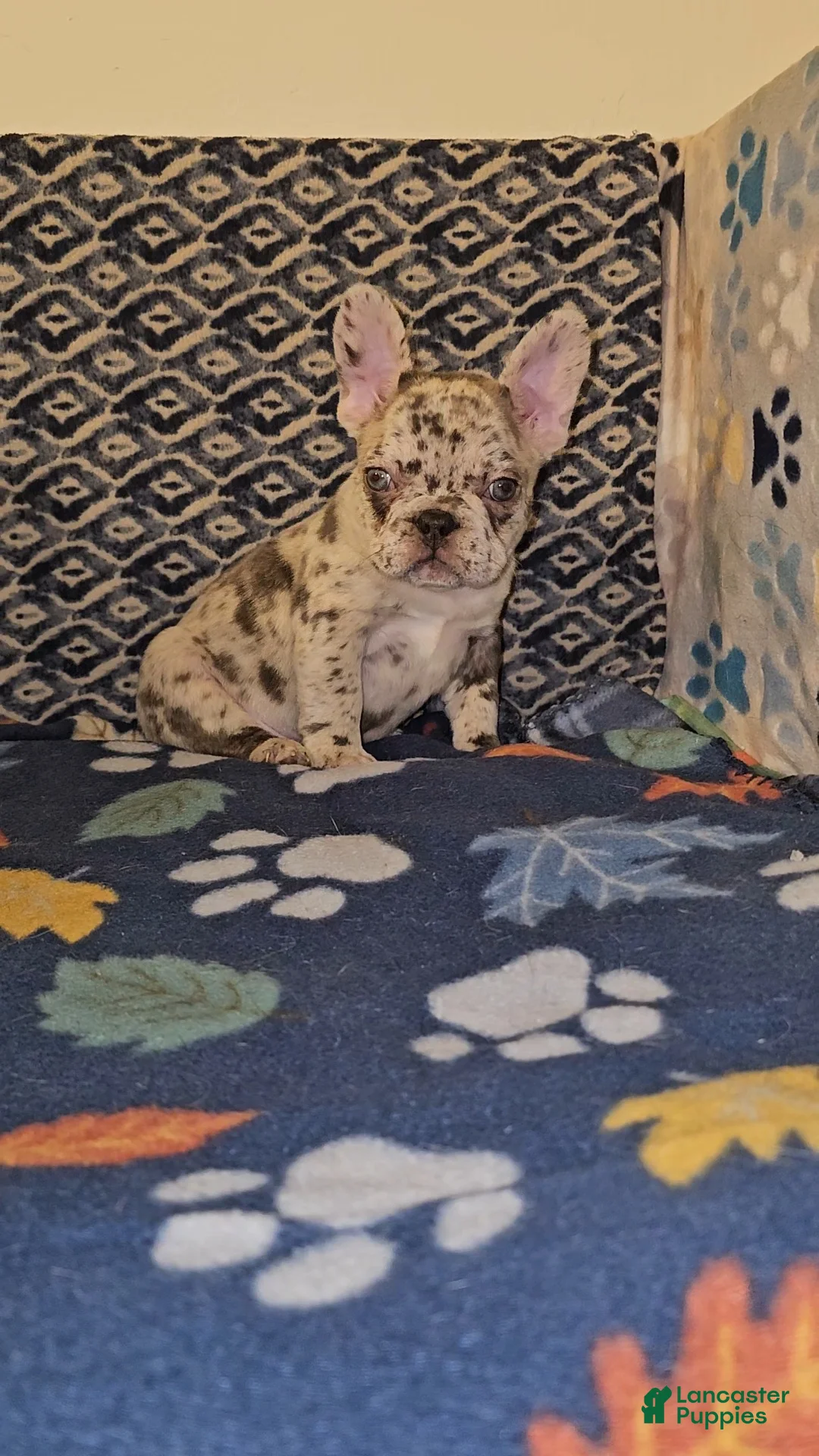 French Bulldog dogs for sale: French Bulldog Puppy 2 - Ad 2