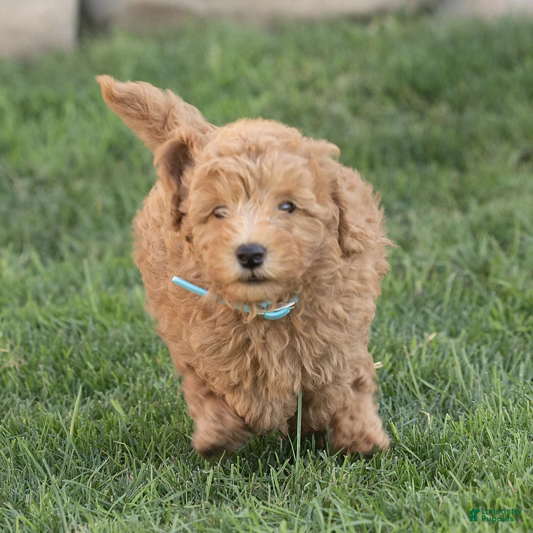 Mini Goldendoodle dogs for sale: Liam Miniature Goldendoodle  - Ad 4