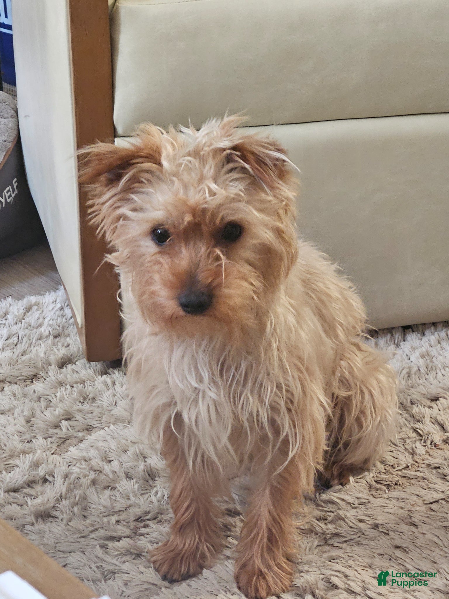 Yorkshire Terrier dogs for sale: Red Sable Yorkshire Terrier  - Ad 5