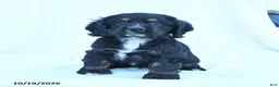English Cocker Spaniel dogs for sale: Muffin - Ad 3
