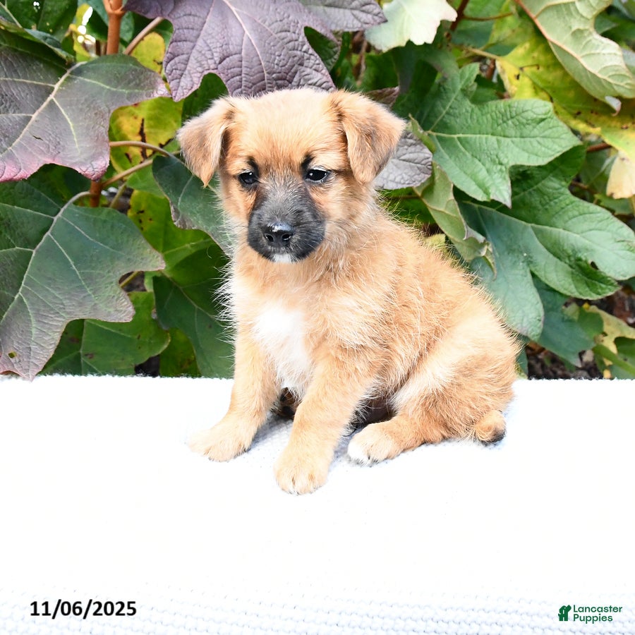 Mixed Breed dogs Brent - Ad 33