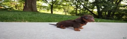 Dachshund dogs for sale: Kobe - Ad 4
