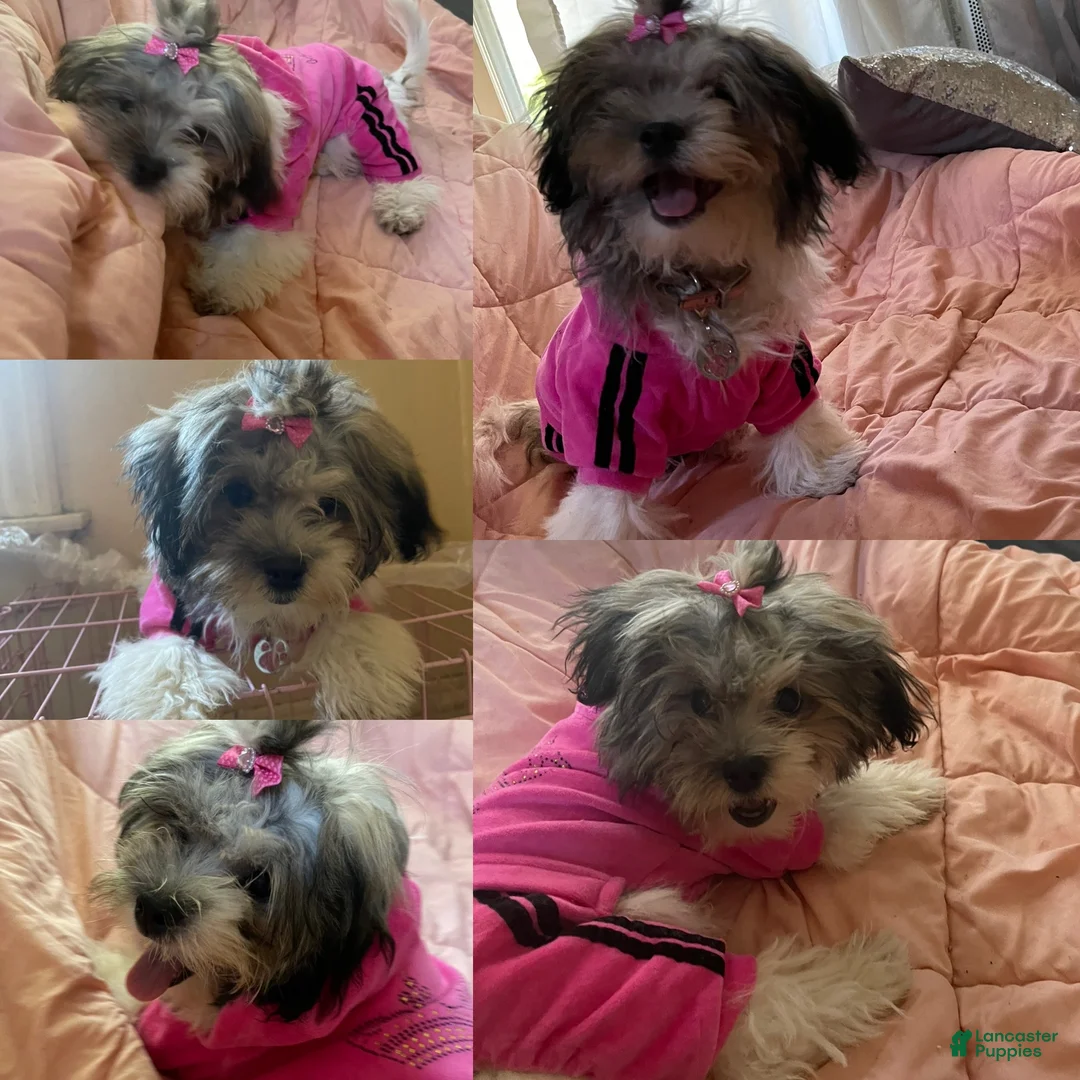 Mixed Breed dogs for sale: Delilah  - Ad 6