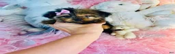 Yorkshire Terrier dogs for sale: Teacup Yorkshire Terrier  hand delivery  - Ad 4