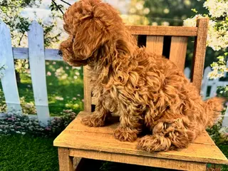 Maltipoo dogs for sale: Oliver - Ad 1