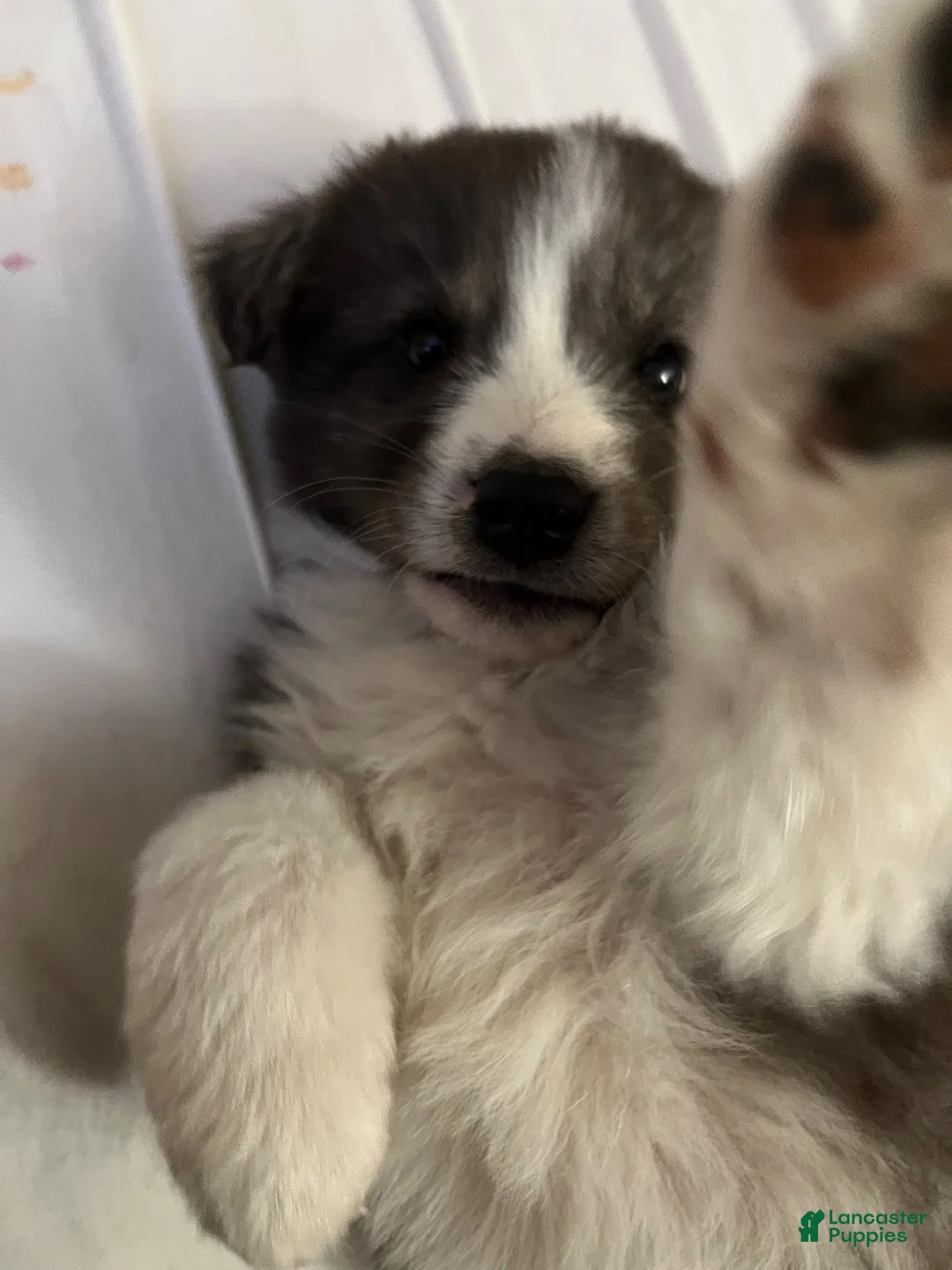 Mixed Breed dogs for sale: Mixed Breed 2 - Ad 2