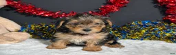 Yorkiepoo dogs for sale: Rosie - Ad 5