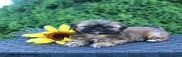 Shih Tzu dogs for sale: Coffee - Ad 3