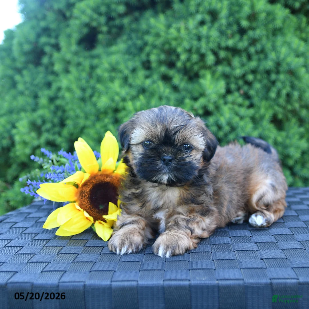 Shih Tzu dogs for sale: Coffee - Ad 3