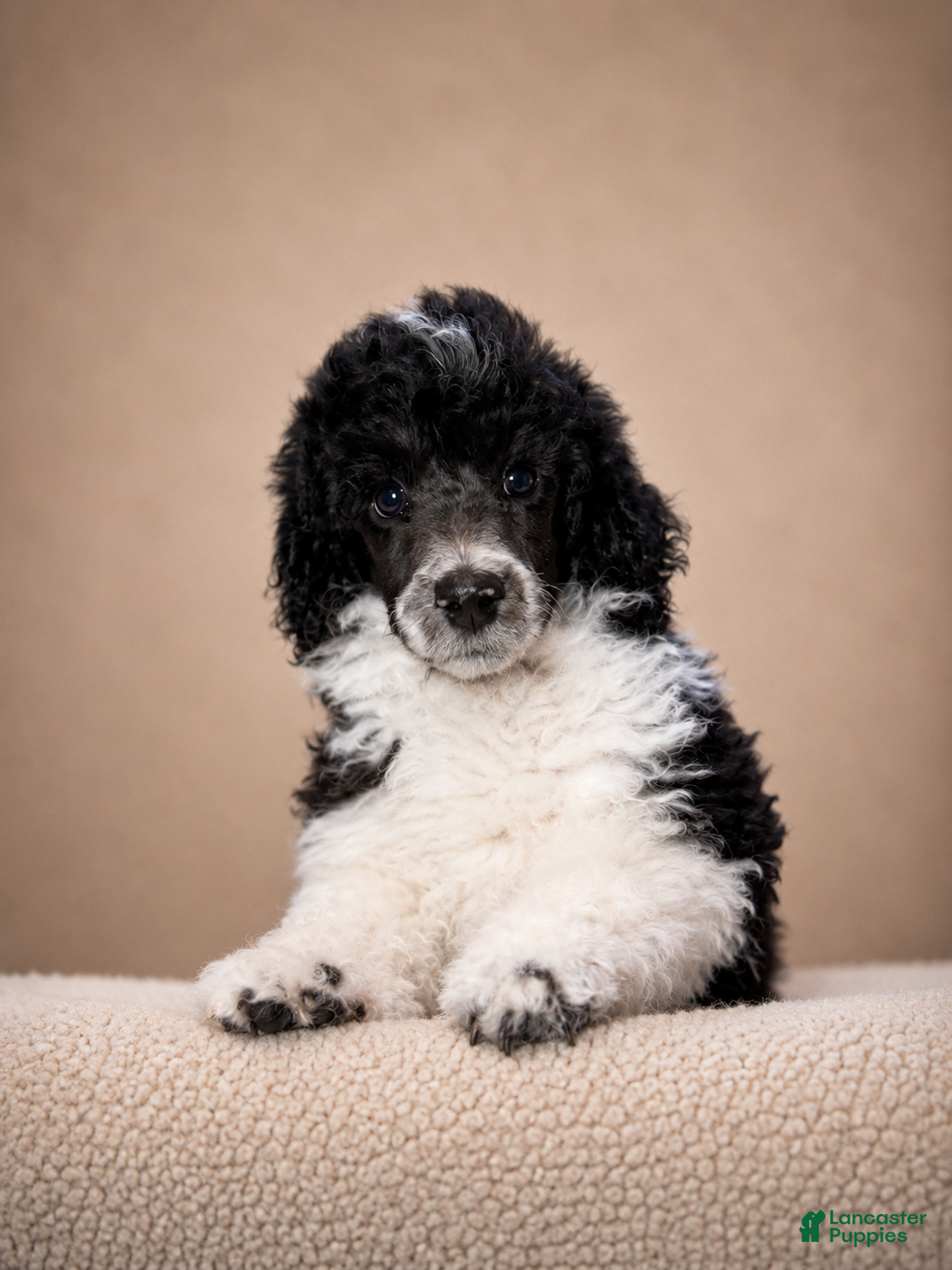 Miniature Poodle dogs Miniature Poodle Pink - Ad 2