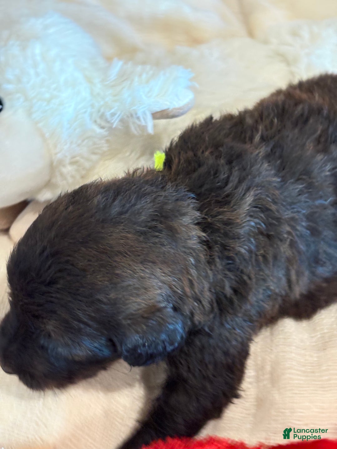 Mixed Breed dogs for sale: Female # 5 English  Shepherd Doodle  - Ad 6