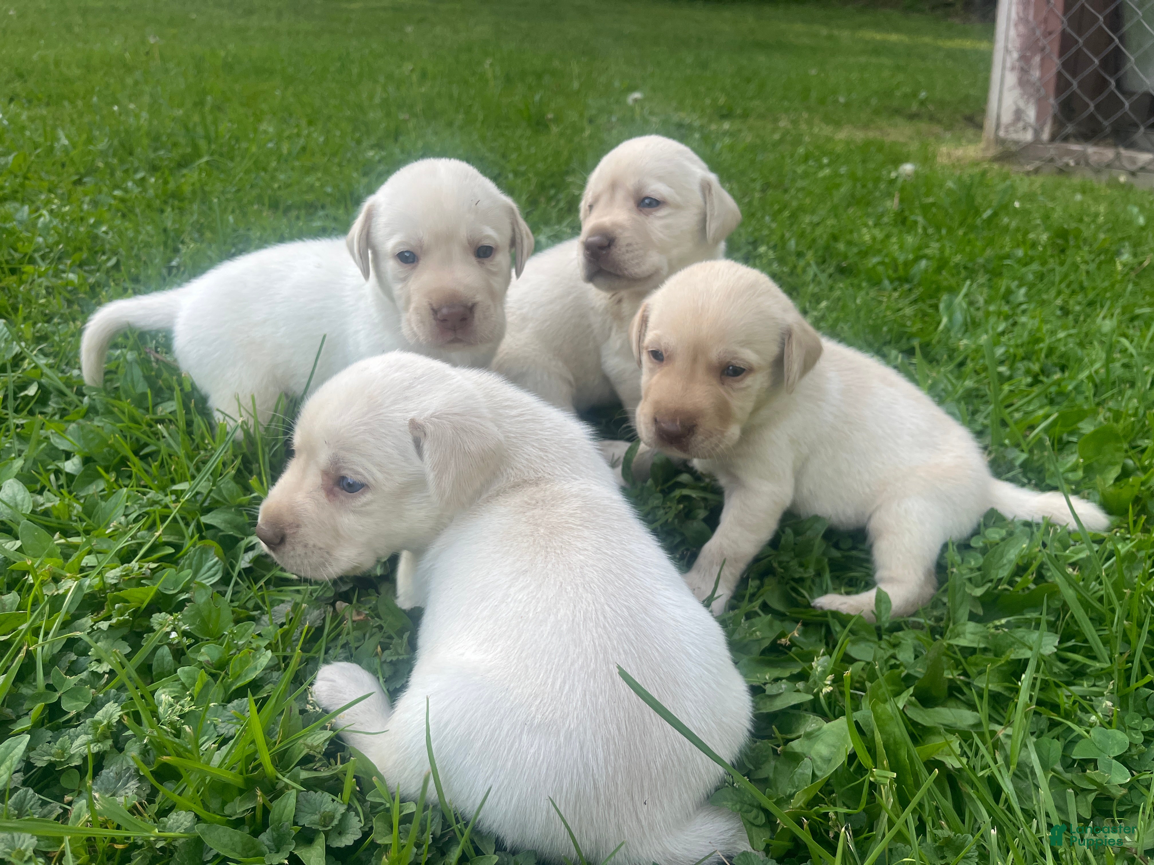 Labrador Retriever dogs for sale: Labrador Retriever Puppy 1 - Ad 2