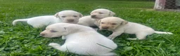 Labrador Retriever dogs for sale: Labrador Retriever Puppy 1 - Ad 1