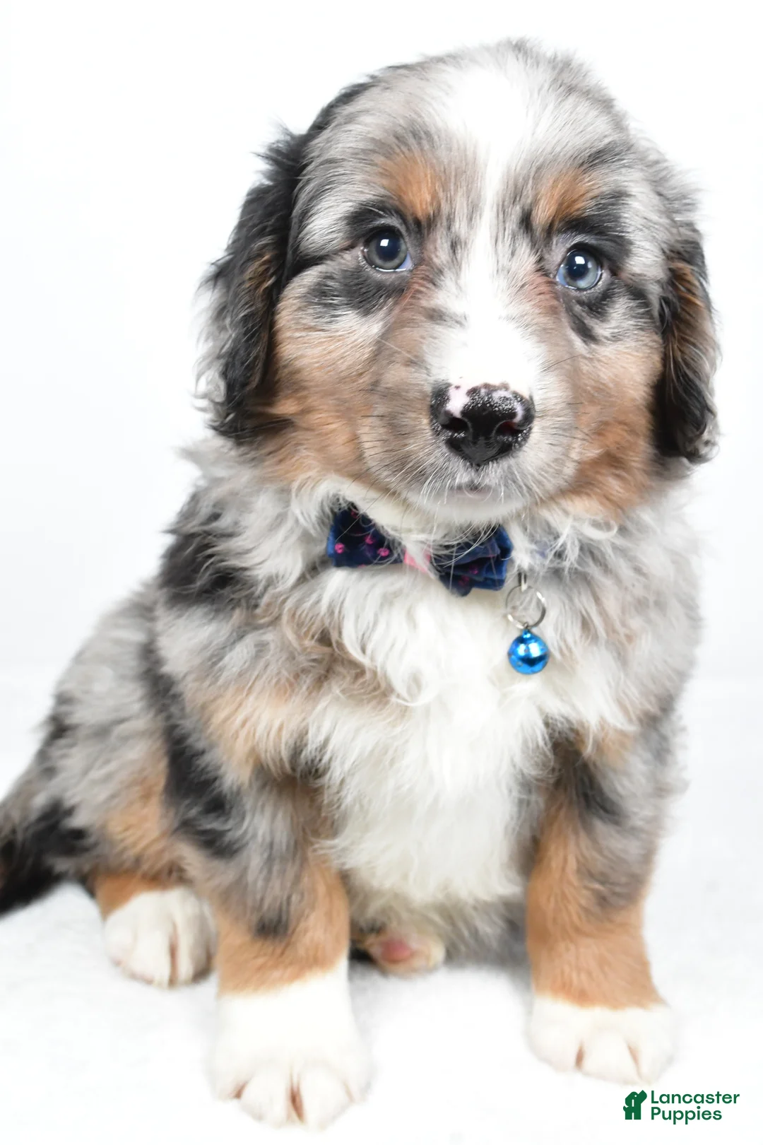 Mini Aussiedoodle dogs for sale: Smokey - Ad 5