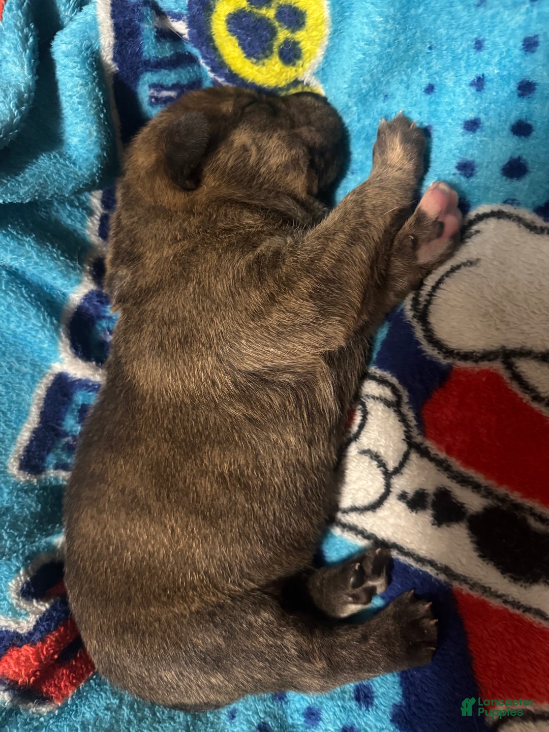 Mixed Breed dogs for sale: Mixed Breed Puppy 2 - Ad 1