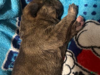 Mixed Breed dogs Mixed Breed Puppy 2 - Ad 6