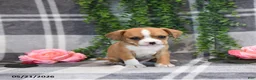 Mixed Breed dogs for sale: Glendon - Ad 5