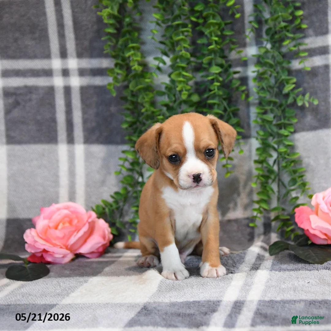 Mixed Breed dogs for sale: Glendon - Ad 5