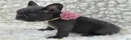 French Bulldog dogs for sale: French Bulldog 1 - Ad 3