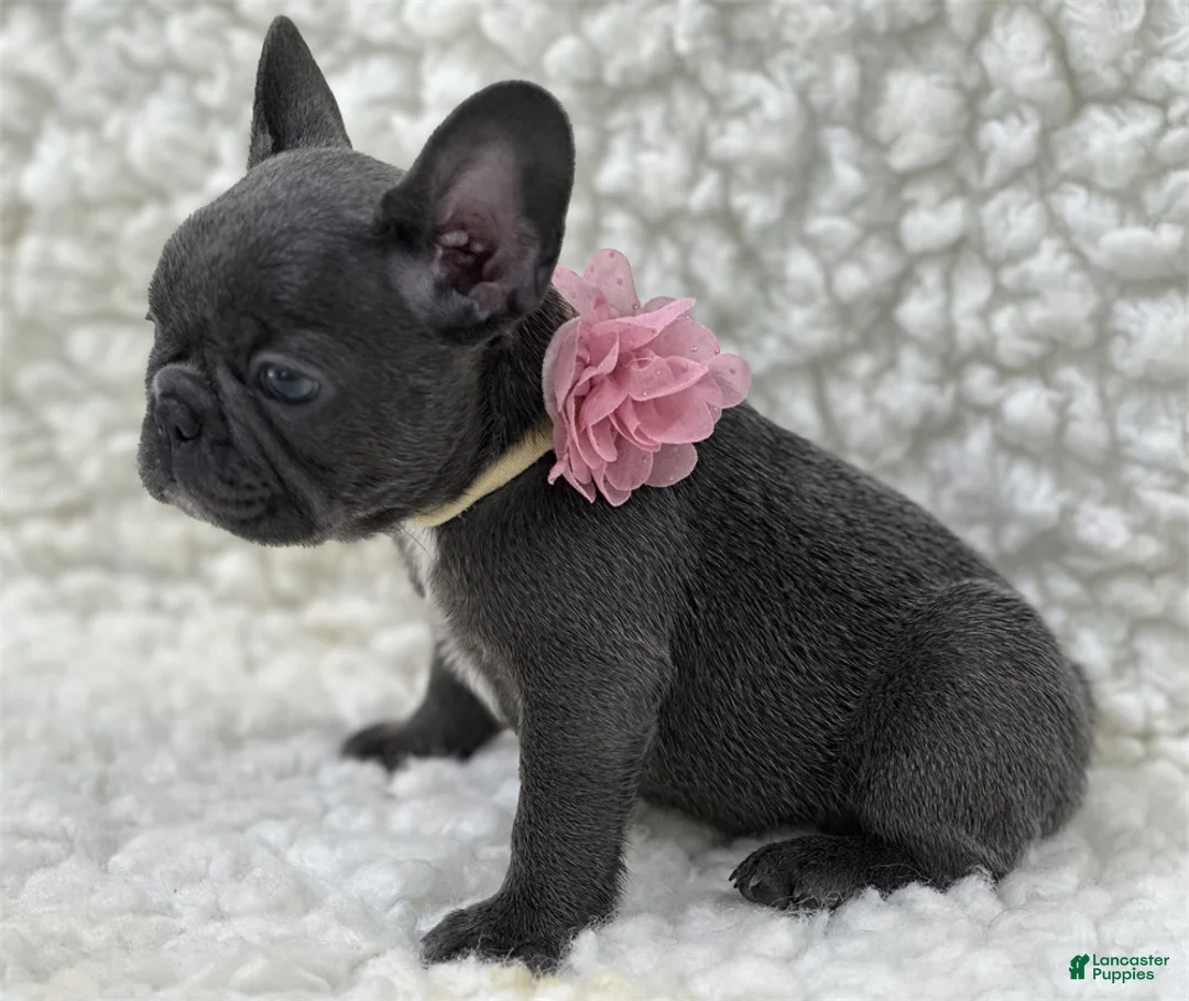 French Bulldog dogs for sale: French Bulldog 1 - Ad 3