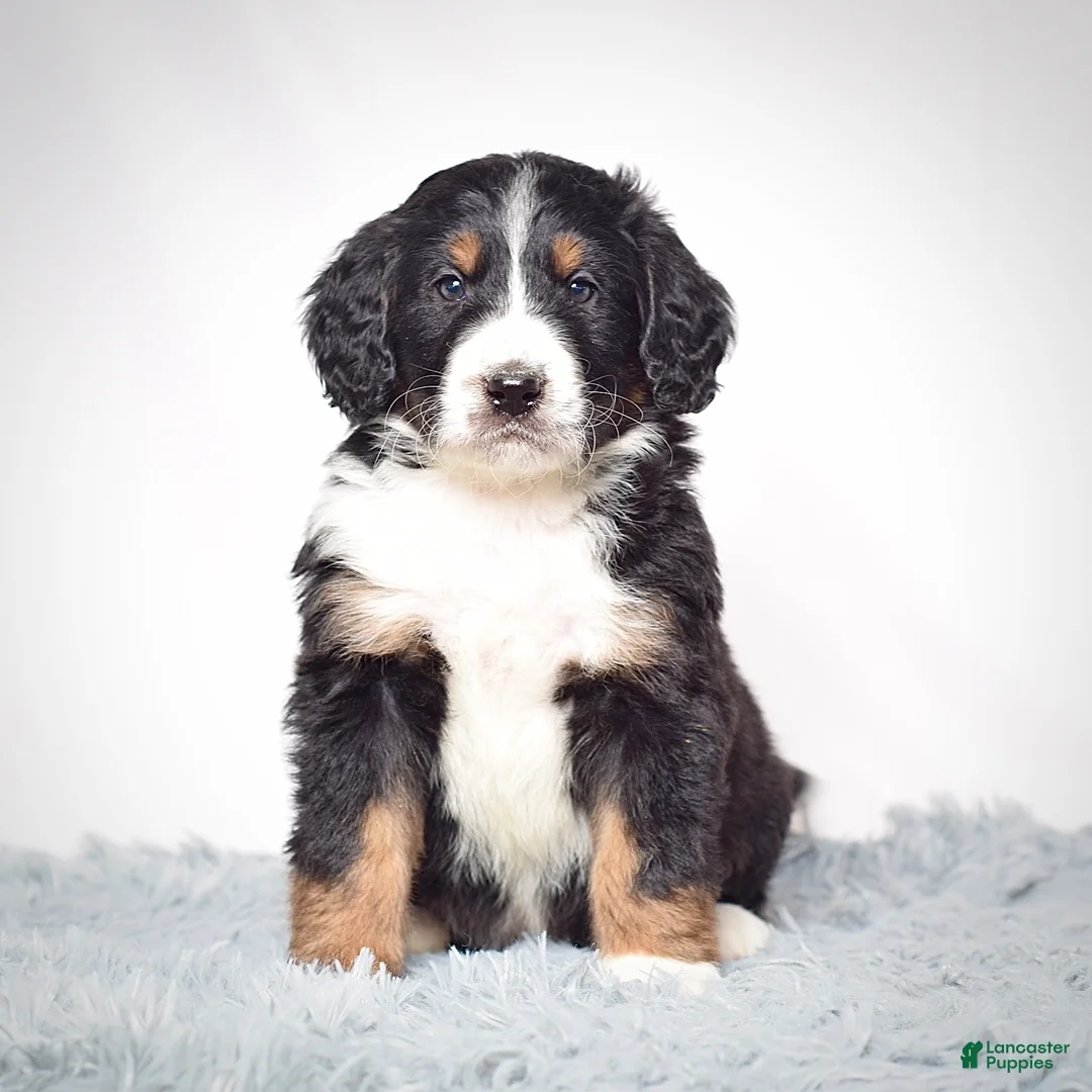 Bernedoodle dogs for sale: Mr. Viktor - Ad 4